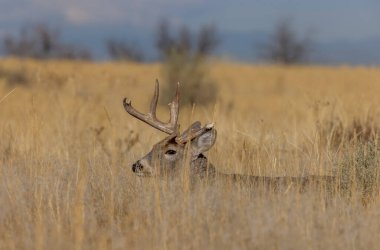 Colorado 'da sonbahar monotonluğu sırasında bir beyaz kuyruklu geyik