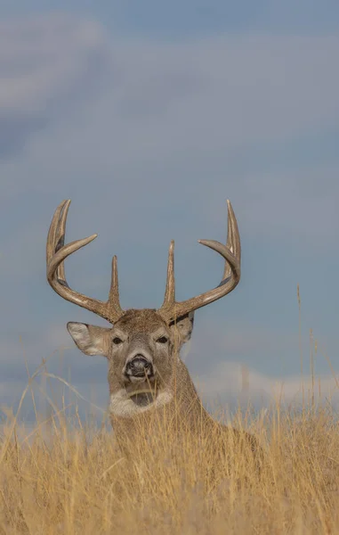 Whitetail Hjort Buck Inbäddad Hösten Rut Colorado — Stockfoto