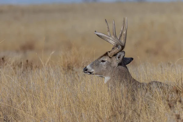 Een Witstaart Hert Buck Ingebed Tijdens Herfst Bronst Colorado — Stockfoto