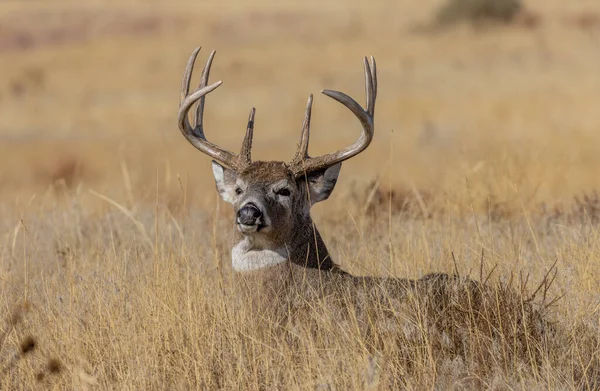 Whitetail Deer Buck Bedded Fall Rut Colorado — 图库照片