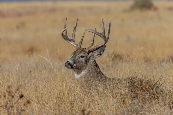 Een Witstaart Hert Buck Ingebed Tijdens Herfst Bronst Colorado — Stockfoto
