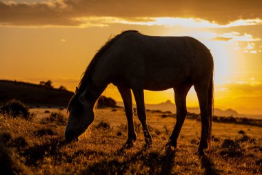 Utah çölünde gün batımında vahşi bir at silueti.