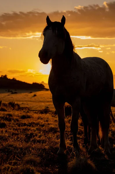 犹他州沙漠中日落时分的一匹野马 — 图库照片