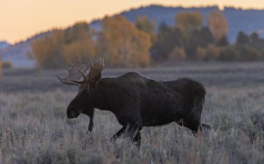 Wyoming 'deki sonbahar monotonluğu sırasında bir boğa shiras geyiği