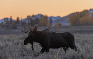 Wyoming 'deki sonbahar monotonluğu sırasında bir boğa shiras geyiği