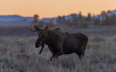 Wyoming 'deki sonbahar monotonluğu sırasında bir boğa shiras geyiği