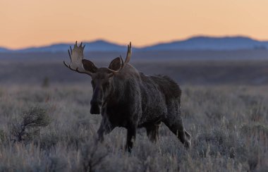 Wyoming 'deki sonbahar monotonluğu sırasında bir boğa shiras geyiği