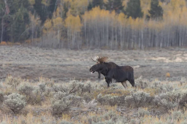 Orignal Taureau Shiras Pendant Ornière Automne Dans Wyoming — Photo