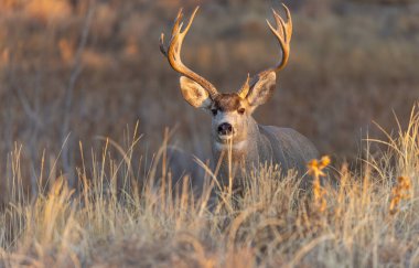 Colorado 'da sonbahar monotonluğu sırasında bir geyik.