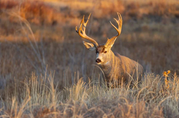 Cervo Mulo Buck Durante Carreggiata Autunnale Colorado — Foto Stock