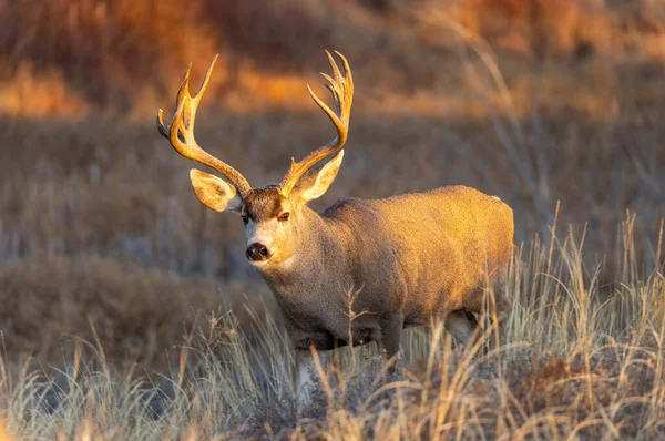 Bock Mula Hjort Hösten Rut Colorado — Stockfoto