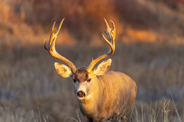 Cerf Mulet Pendant Ornière Automne Dans Colorado — Photo