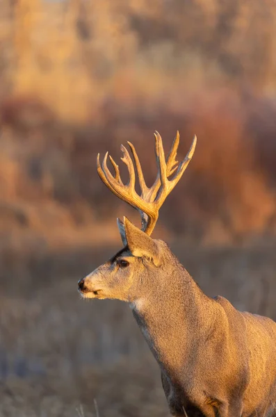 Cervo Mulo Buck Durante Carreggiata Autunnale Colorado — Foto Stock