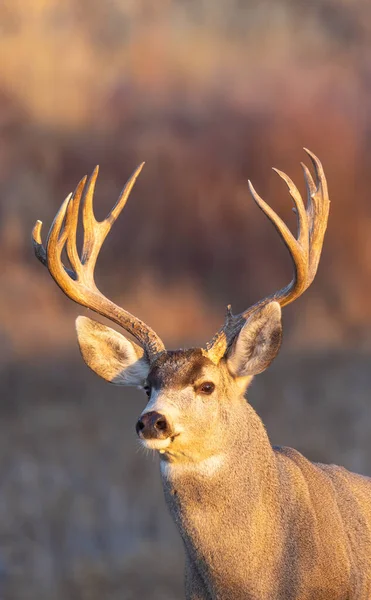 科罗拉多州秋季车辙中的一头公鹿 — 图库照片