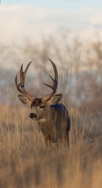 Colorado 'da sonbahar monotonluğu sırasında bir geyik.