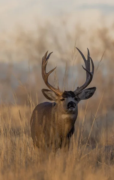 Ciervo Mula Buck Durante Rutina Otoño Colorado —  Fotos de Stock