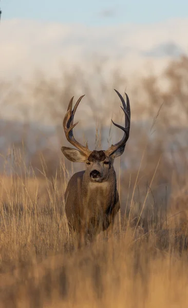 Buck Mule Deer Fall Rut Colorado — Stock Photo, Image