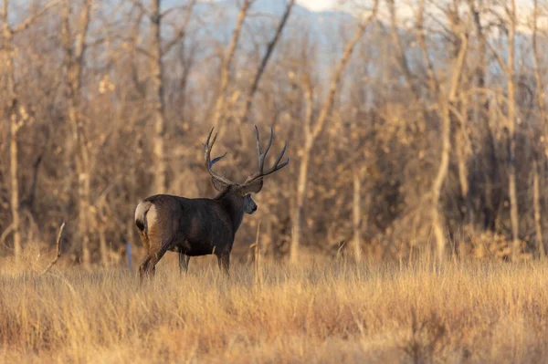 Mule Deer Buck Rut Autumn Colorado — ストック写真