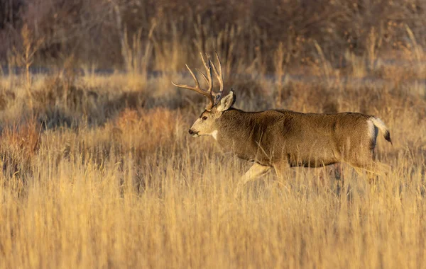 Mule Deer Buck Rut Autumn Colorado — Fotografia de Stock