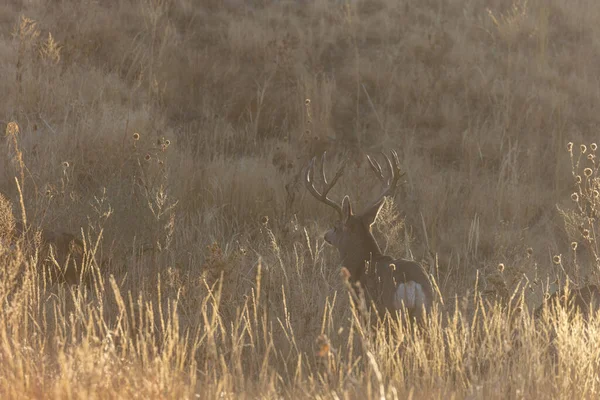 Mule Deer Buck Rut Autumn Colorado — 图库照片