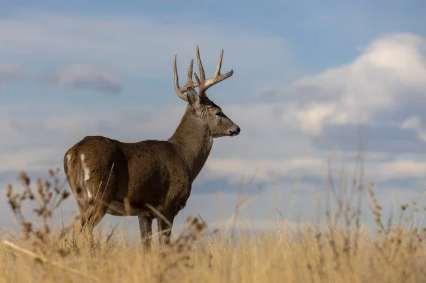 Cerf Queue Blanche Mâle Pendant Ornière Automne Dans Colorado — Photo