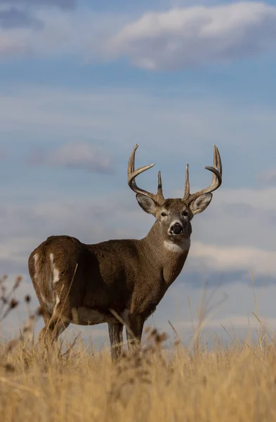 a buck whitetail deer during the rut in autumn in Colorado