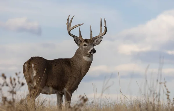 Een Buck Witstaart Hert Tijdens Sleur Herfst Colorado — Stockfoto