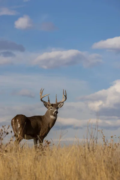 Buck Whitetail Deer Rut Autumn Colorado — 图库照片