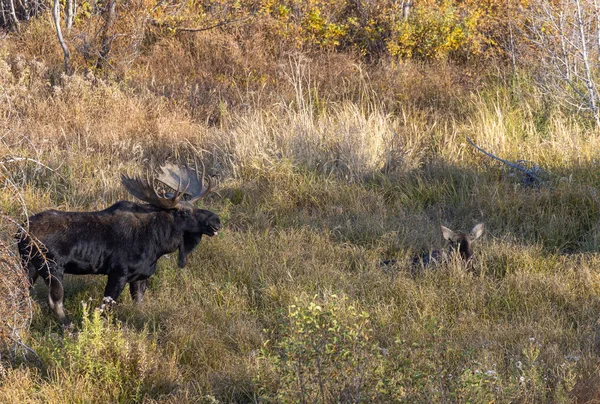 Býčí Kraví Shiras Losí Vyjížďky Wyomingu Podzim — Stock fotografie