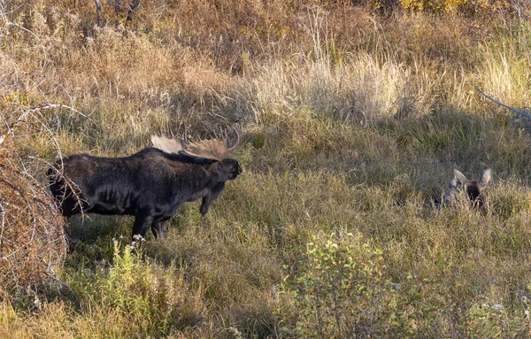 Byk Krowa Shiras Łoś Ruting Wyoming Jesienią — Zdjęcie stockowe