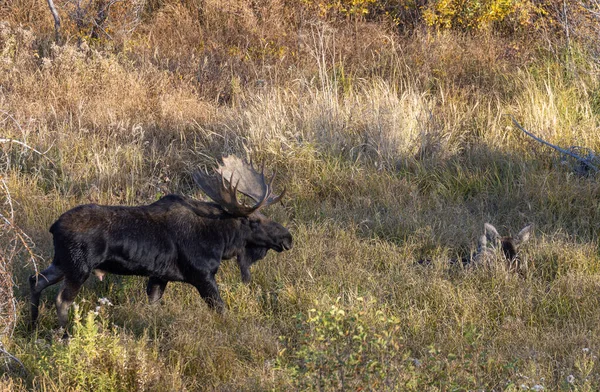 Byk Krowa Shiras Łoś Ruting Wyoming Jesienią — Zdjęcie stockowe