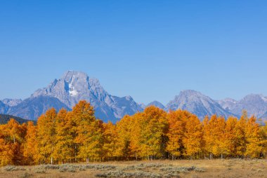 Grand Teton Ulusal Parkı Wyoming 'de sonbaharda manzaralı bir manzara.
