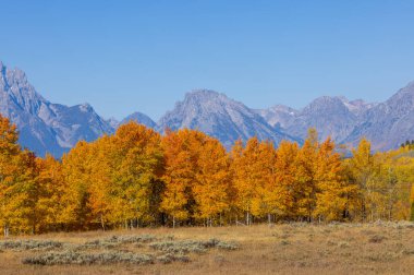 Grand Teton Ulusal Parkı Wyoming 'de sonbaharda manzaralı bir manzara.
