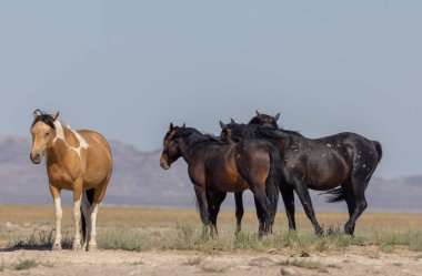 Utah Çölü'nde yaz aylarında güzel vahşi atlar