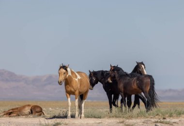 Utah Çölü'nde yaz aylarında güzel vahşi atlar