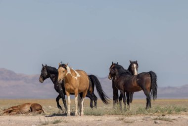 Utah Çölü'nde yaz aylarında güzel vahşi atlar