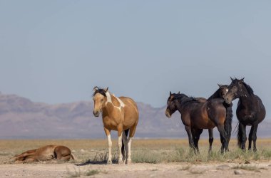 Utah Çölü'nde yaz aylarında güzel vahşi atlar