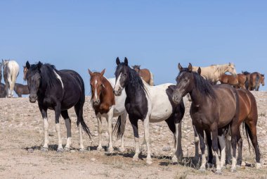 Utah Çölü'nde yaz aylarında güzel vahşi atlar