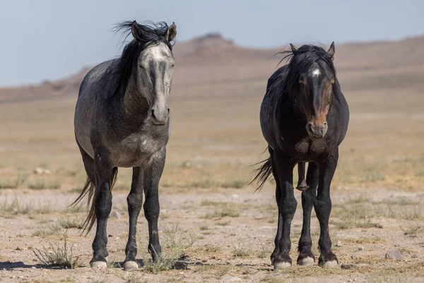 Piękne Dzikie Konie Lecie Pustyni Utah — Zdjęcie stockowe
