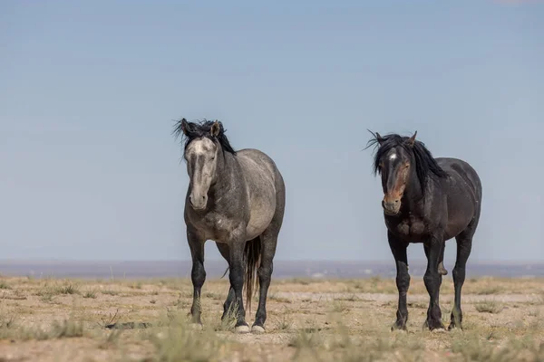犹他州沙漠夏季美丽的野马 — 图库照片