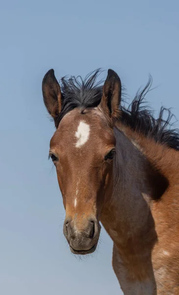 Cute Wild Horse Foal Summer Utah Desert — Zdjęcie stockowe