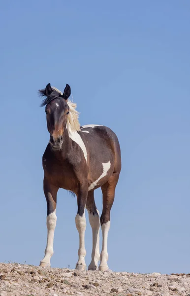 Cute Wild Horse Foal Summer Utah Desert — 图库照片