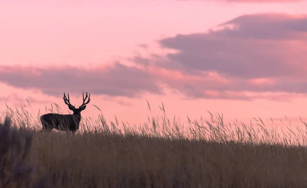 Muł Jeleń Buck Sylwetka Wschodzie Słońca Kolorado Jesienią — Zdjęcie stockowe