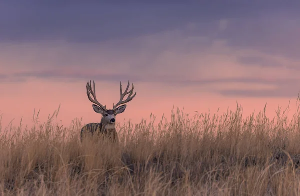 Cerf Mulet Bouc Silhouette Lever Soleil Dans Colorado Automne — Photo