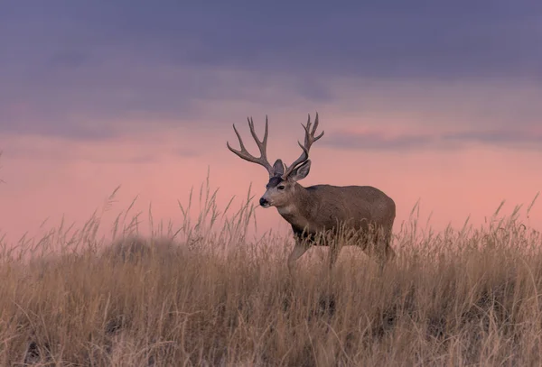 Mule Deer Buck Silhouetted Sunrise Colorado Autumn — ストック写真