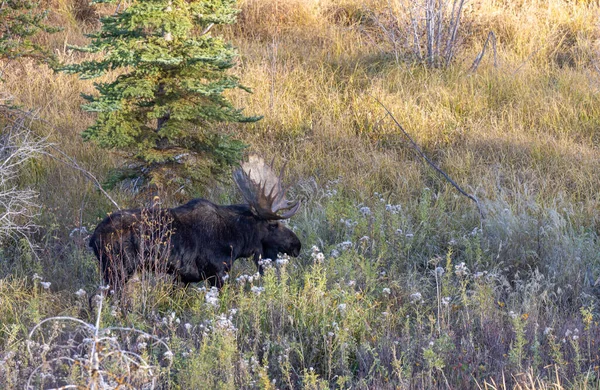 Łoś Byk Podczas Jesiennej Rutyny Parku Narodowym Grand Teton Wyoming — Zdjęcie stockowe