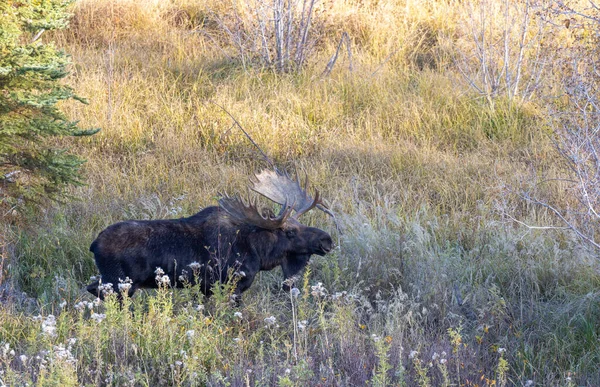 Býk Losa Během Podzimního Období Národním Parku Grand Teton Wyoming — Stock fotografie