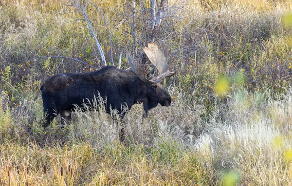 Een Stier Eland Tijdens Herfst Bronst Grand Teton National Park — Stockfoto