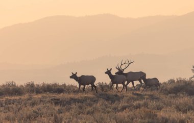 Grand Teton Ulusal Parkı Wyoming 'de sonbaharda tekdüze geçen boğa ve inek geyiği.