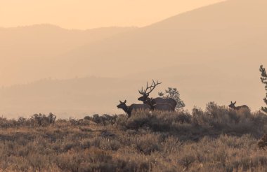 Grand Teton Ulusal Parkı Wyoming 'de sonbaharda tekdüze geçen boğa ve inek geyiği.